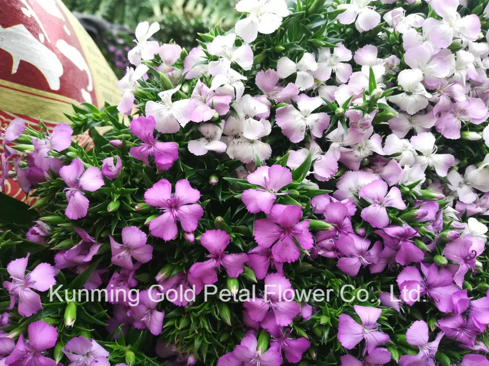 Superior Quality Wholsales Fresh Cut Flowers White Sweet William For Decoration
