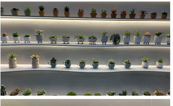 Wholesale High Quality PE Meaty Plants with White Appearance of The Flower Pots, Used for Interior Decoration